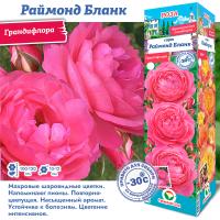 Роза Раймонд Бланк (Грандифлора) 1шт (Сиб сад)