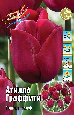 Тюльпан Атилла Граффити 11/12 8шт (Колорлайн)