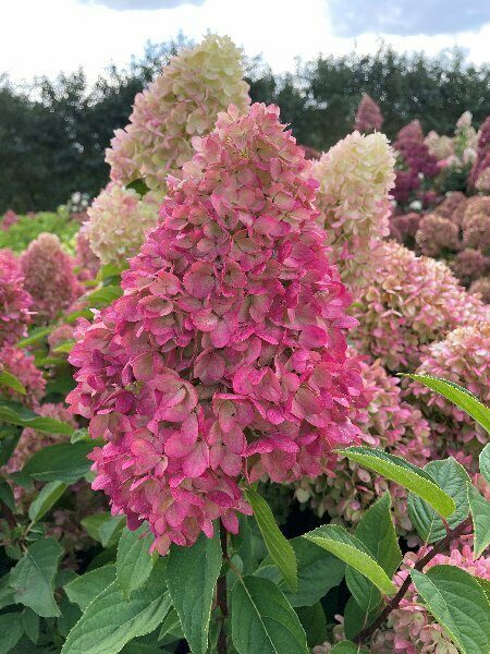 Гортензия Гарденлайт Рэдлайт (Метельчатая) (контейнер Р12) 1шт (Колорлайн)