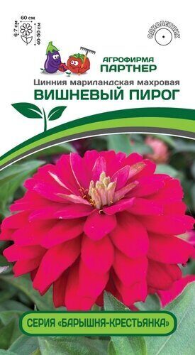 Цинния Вишневый пирог однолетник 5шт (Партнер)