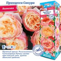 Роза Принцесса Сакура (Японская) 1шт (Сиб сад)