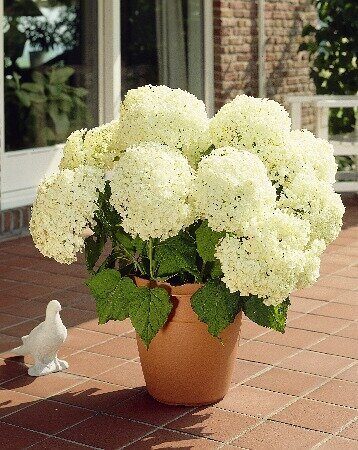 Гортензия Аннабелле (Древовидная) (контейнер Р12) 1шт (Колорлайн)