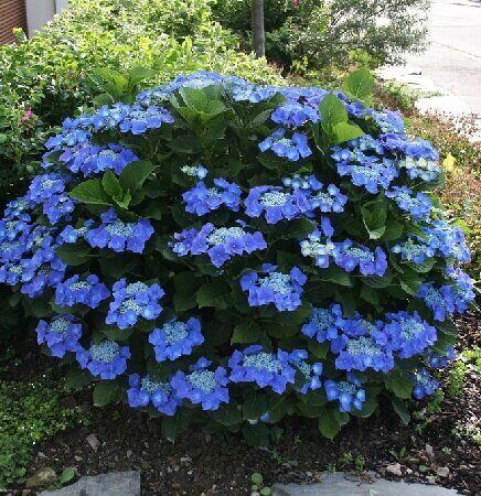 Гортензия Блаумайзе (Крупнолистовая) (туба Р9) 1шт (Колорлайн)