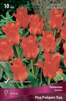 Тюльпан Ред Райдин Худ 10/11 10шт (Поиск)