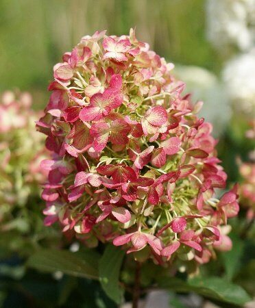 Гортензия Граффити (Метельчатая) (контейнер Р12) 1шт (Колорлайн)