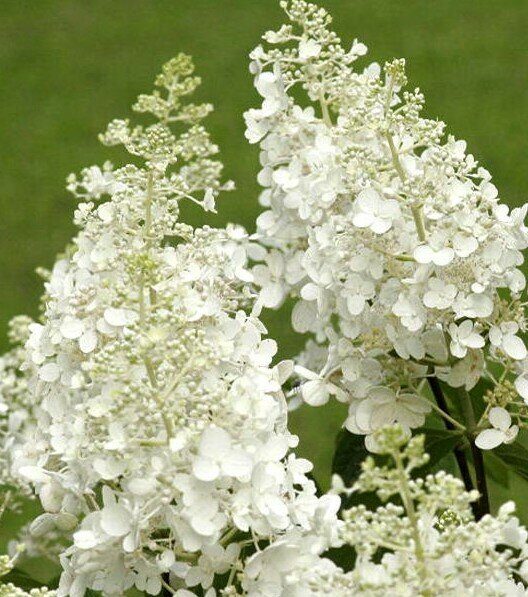 Гортензия Брасселз Лэйс (Метельчатая) 1шт (Поиск)