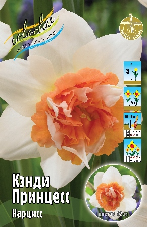 Нарцисс Кэнди Принцесс 12/14 5шт (Колорлайн)