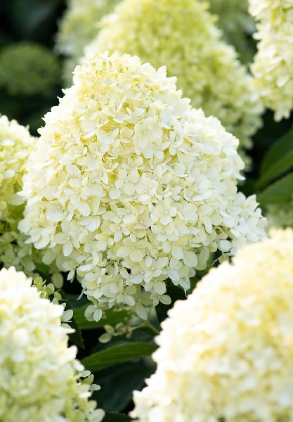 Гортензия Коттон Крем (Метельчатая) (контейнер Р9) 1шт (Колорлайн)