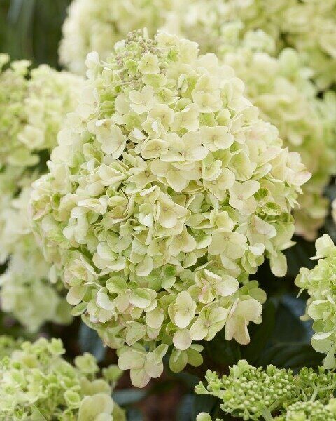 Гортензия Бии Хэппи (Метельчатая) (контейнер Р12) 1шт (Колорлайн)