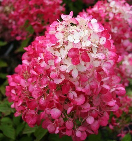 Гортензия Диамонд Руж (Метельчатая) (контейнер Р12) 1шт (Колорлайн)