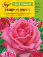 Роза Веддинг Беллс (Чайно-гибридная) С ЦВ.НАКЛЕЙКОЙ 1шт (Сиб сад)