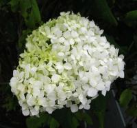 Гортензия Грандифлора (Древовидная) (туба Р9) 1шт (Колорлайн)