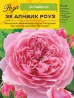 Роза Зе Алнвик Роуз (Английская) С ЦВ.НАКЛЕЙКОЙ 1шт (Сиб сад)