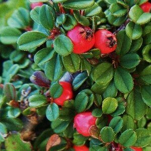Кизильник Стрейбс Файндлинг (контейнер Р9) 1шт (Колорлайн)