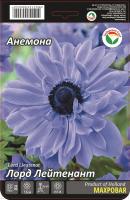 Анемона Лорд Лейтенант 5/6 15шт (Сиб сад)