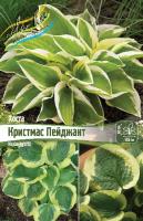 Хоста Кристмас Пейджант 1шт (Колорлайн)