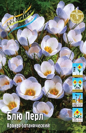 Крокус Блю Перл (хриз.) 5/+ 10шт (Колорлайн)