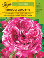 Роза Инесс Састре (Плетистая) С ЦВ.НАКЛЕЙКОЙ 1шт (Сиб сад)