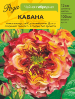 Роза Кабана (Чайно-гибридная) С ЦВ.НАКЛЕЙКОЙ 1шт (Сиб сад)