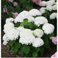 Гортензия Кандибелле Стендап Уайт (Древовидная) (контейнер Р12) 1шт (Колорлайн)