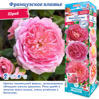 Роза Французское Платье (Плетистая) 1шт (Сиб сад)