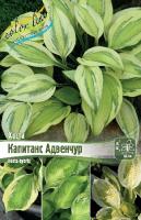 Хоста Капитанс Адвенчур 1шт (Колорлайн)