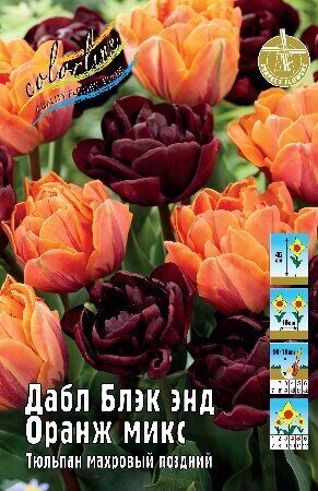 Тюльпан Дабл Блэк энд Оранж Микс 11/12 6шт (Колорлайн)