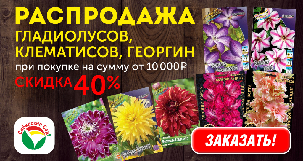 Клемтаис_Гдадиолус_Георгин.jpg