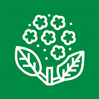 Гортензии