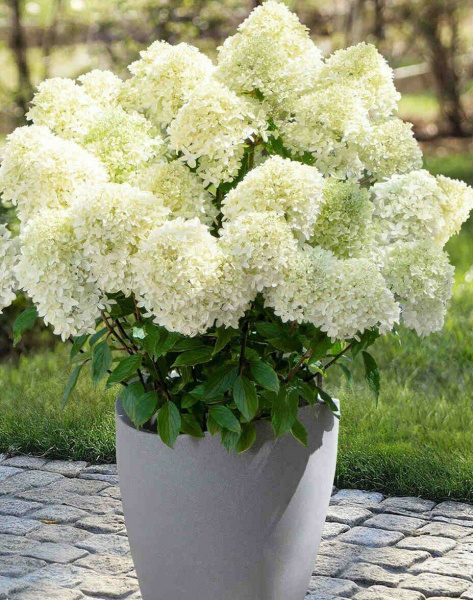 Гортензия Вайт Лайт (Метельчатая) 1шт (Поиск)