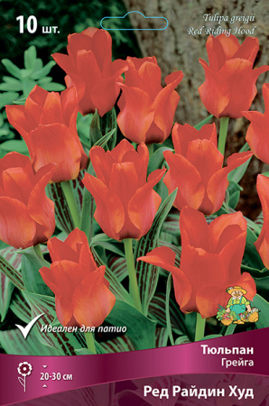Тюльпан Ред Райдин Худ 10/11 10шт (Поиск)
