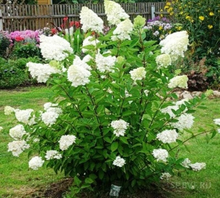 Гортензия Грандифлора (Метельчатая) 1шт (Поиск)