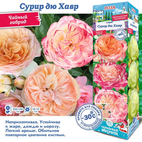 Роза Сурир дю Хавр (Чайно-гибридная) 1шт (Сиб Сад)