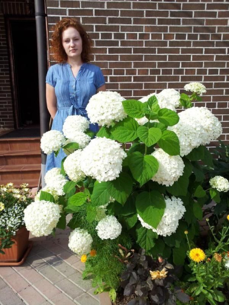 Гортензия Аннабелле (Древовидная) (туба Р9) 1шт (Колорлайн)