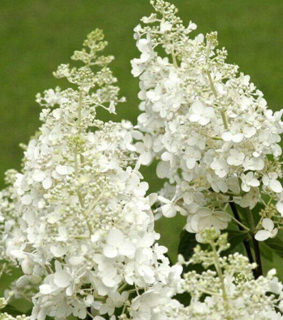 Гортензия Брасселз Лэйс (Метельчатая) 1шт (Поиск)