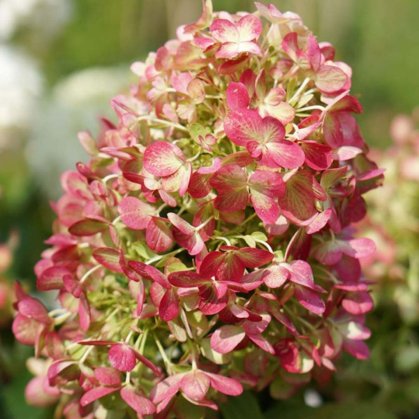 Гортензия Граффити (Метельчатая) (контейнер С1.5) 1шт (Колорлайн)