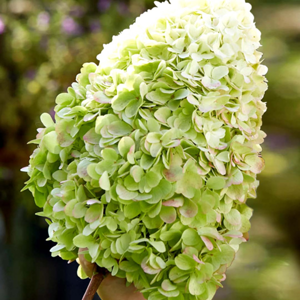 Гортензия Геркулес (Метельчатая) (контейнер С1.5) 1шт (Колорлайн)