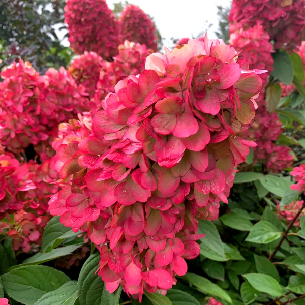 Гортензия Бонфайр (Метельчатая) (контейнер С1.5) 1шт (Колорлайн)