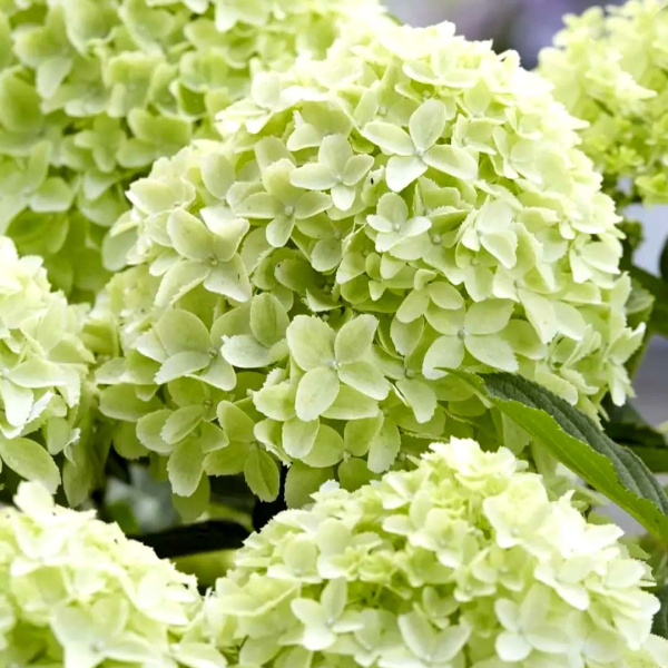 Гортензия Гарденлайт Уайтлайт (Метельчатая) (контейнер Р12) 1шт (Колорлайн)