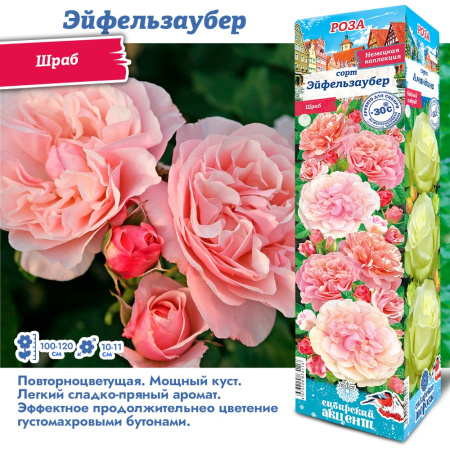 Роза Эйфельзаубер (Шраб) 1шт (Сиб сад)