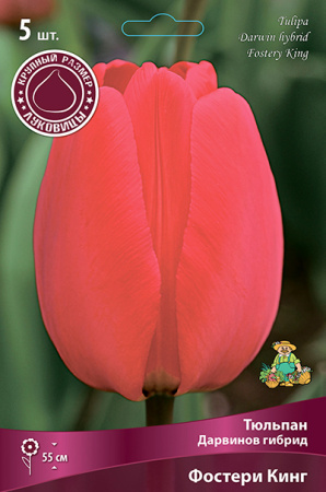 Тюльпан Фостери Кинг 11/12 10шт (Поиск)