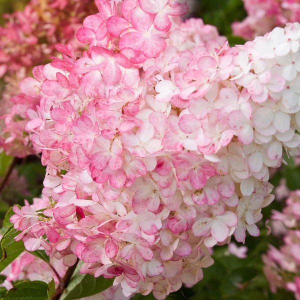 Гортензия Ванилле Фрайз (Метельчатая) (туба Р9) 25-30см 1шт (Колорлайн)