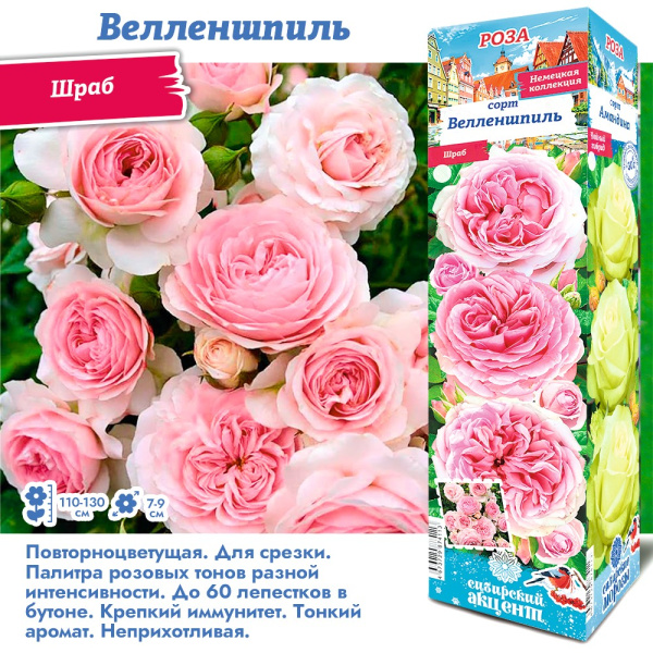 Роза Велленшпиль (Шраб) 1шт (Сиб сад)