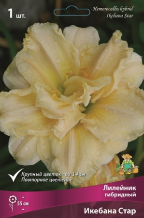 Лилейник Икебана Стар 1шт (Поиск)