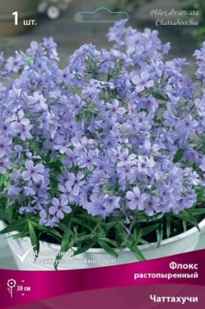 Флокс Чаттахучи 1шт (Поиск)