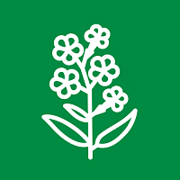 Флоксы